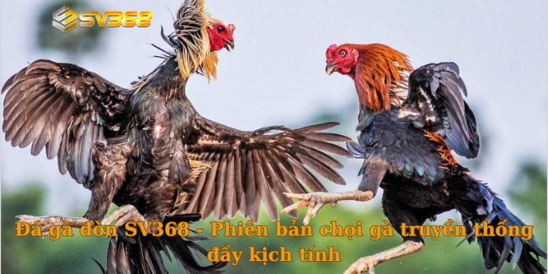 Đá gà đòn SV368 - Phiên bản chọi gà truyền thống đầy kịch tính
