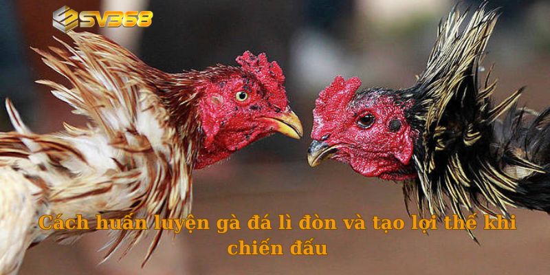 Cách huấn luyện gà đá lì đòn và tạo lợi thế khi chiến đấu