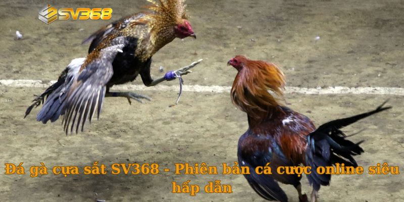 Đá gà cựa sắt SV368 - Phiên bản cá cược online siêu hấp dẫn