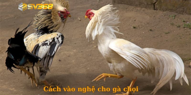 Giới thiệu cách vào nghệ cho gà chọi cho anh em mới nhất